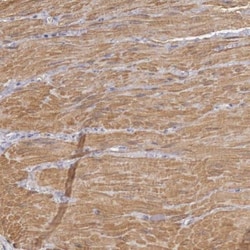 ENOX2 Antibody, Novus Biologicals 25 &mu;L; Unlabeled:Antibodies, Polyclonal